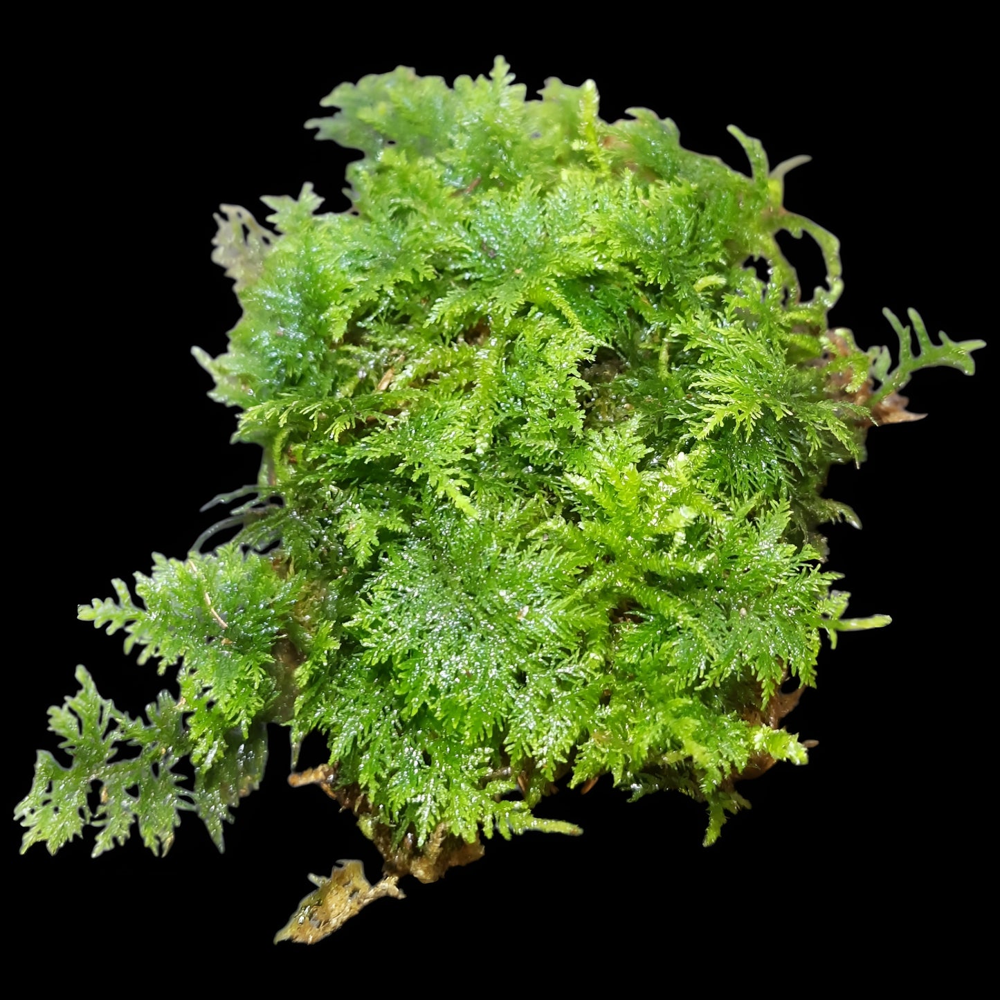 Thuja Moos, (Thuidium tamariscinum)