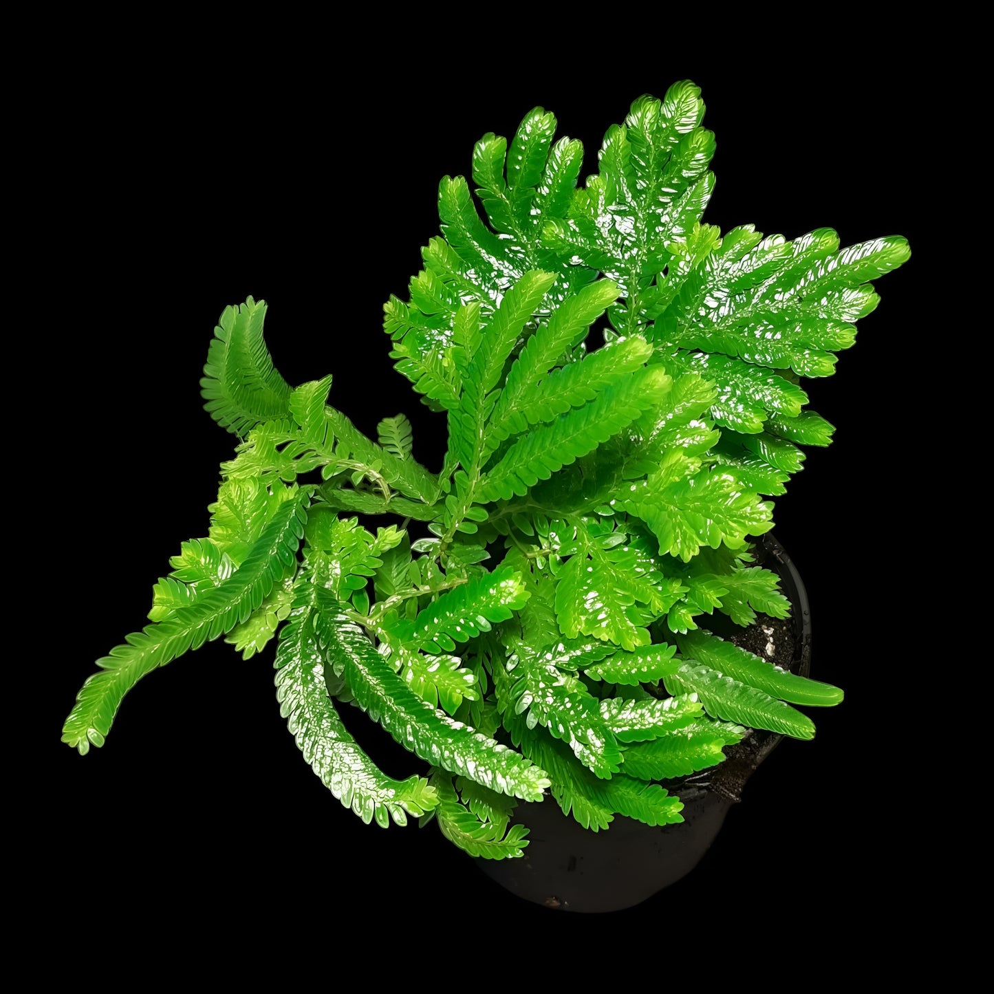 Selaginella suriname