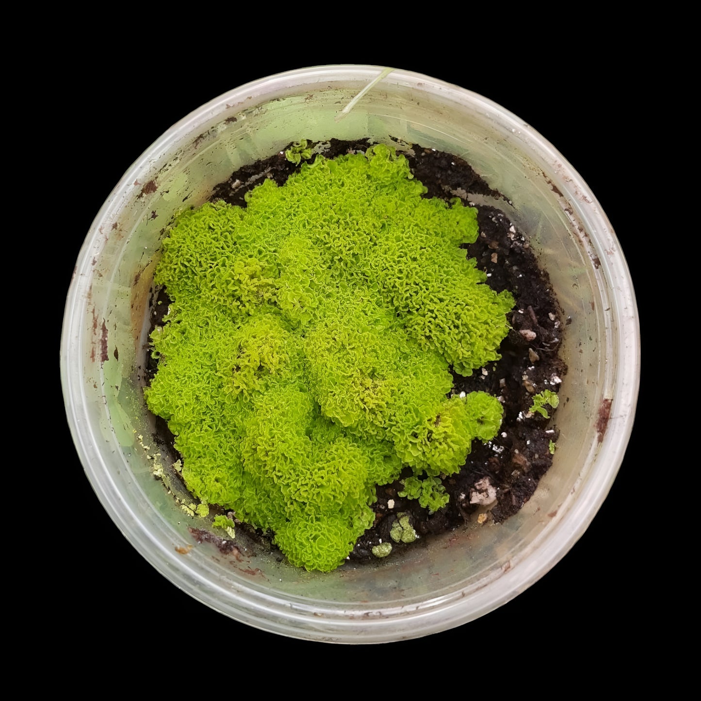 Rarität! Antrophyum cf. plantagineum, Mini Farn, (Bodendecker und Rückwandbegrünung)