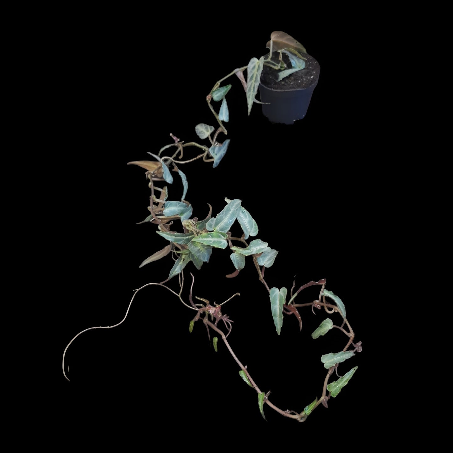 Cissus Amazonica