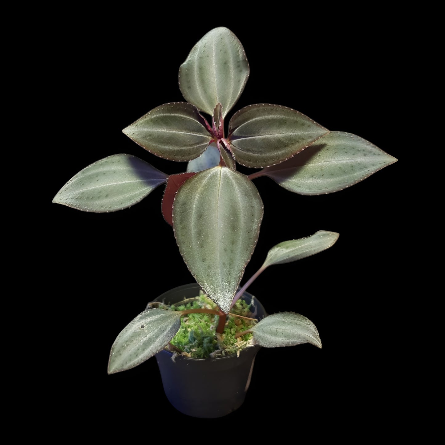 Arthrostemma parvifolium
