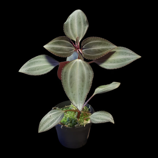 Arthrostemma parvifolium