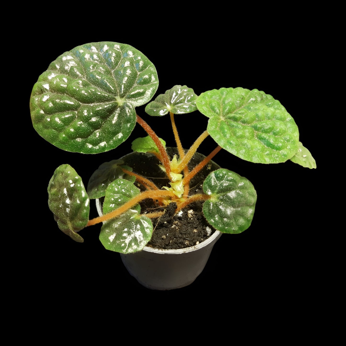 Begonia bullatifolia