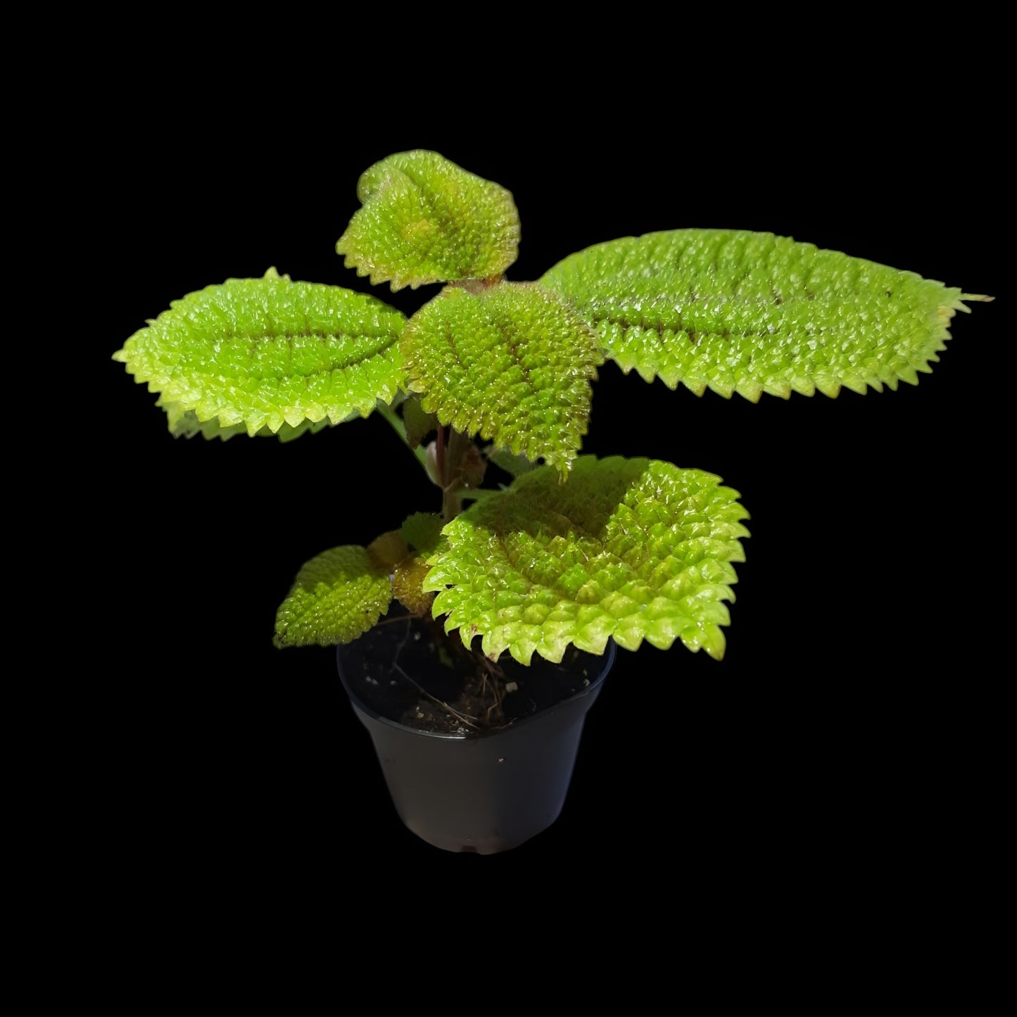 Pilea involucrata, Moon valley
