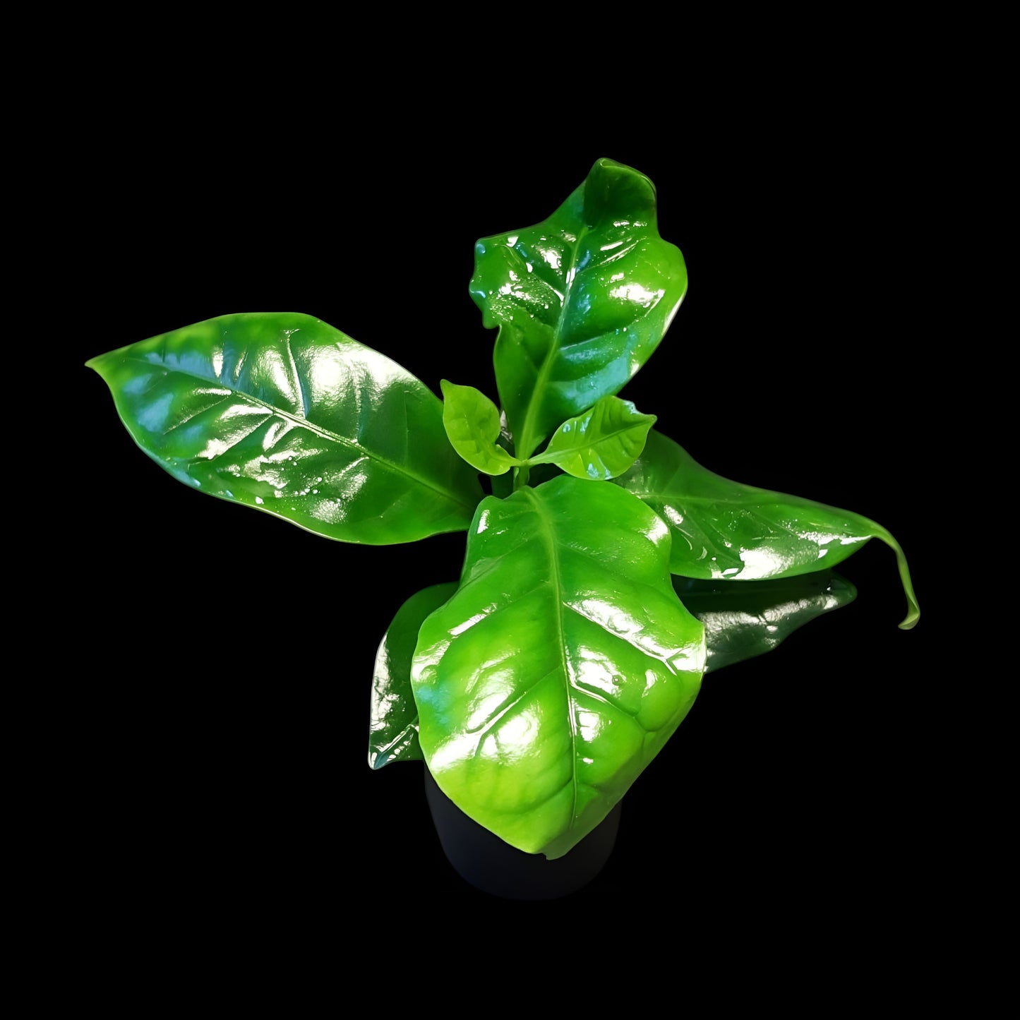 Coffea arabica