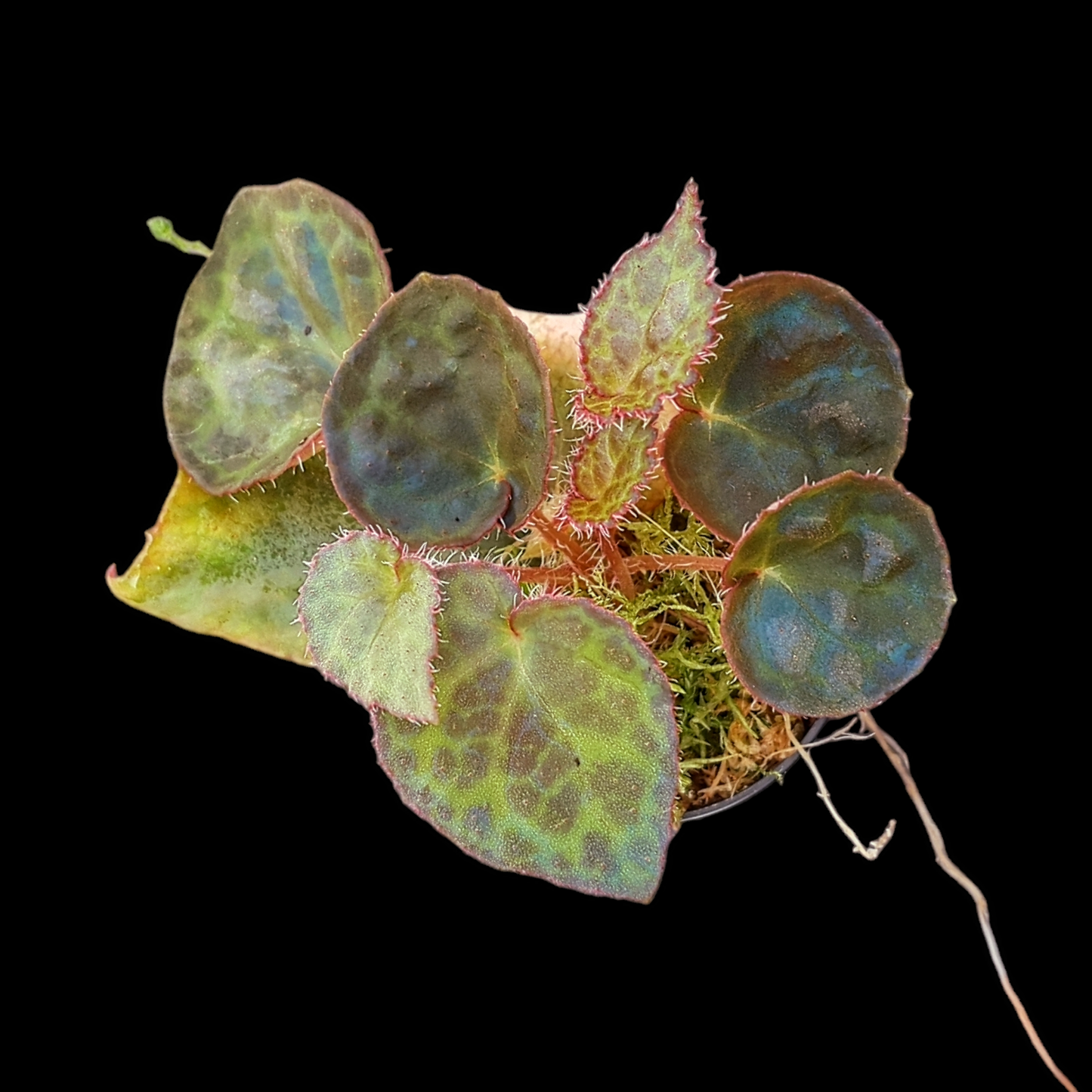 RaritÀt! Begonia rockii