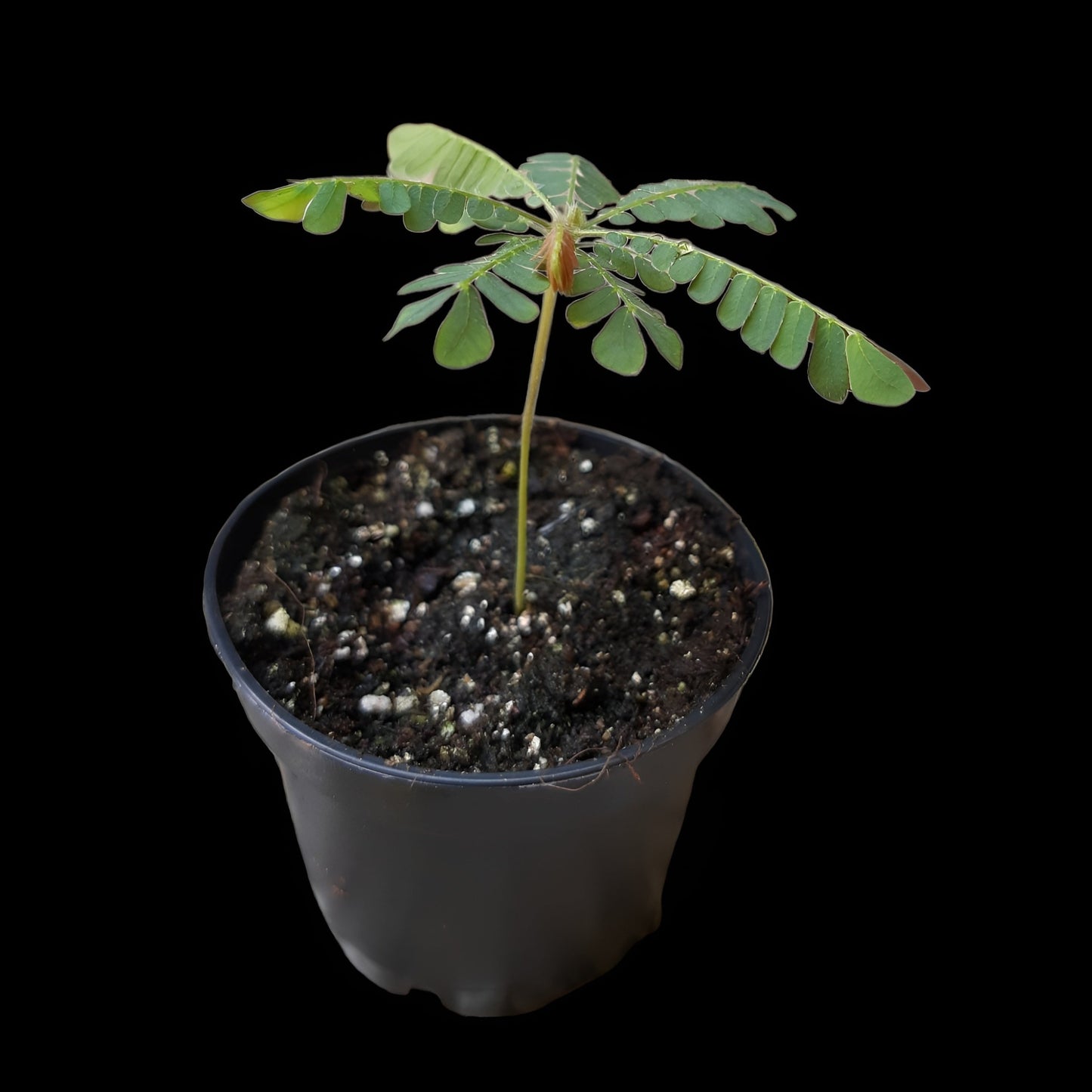 Biophytum sensitivum, Südseepalme