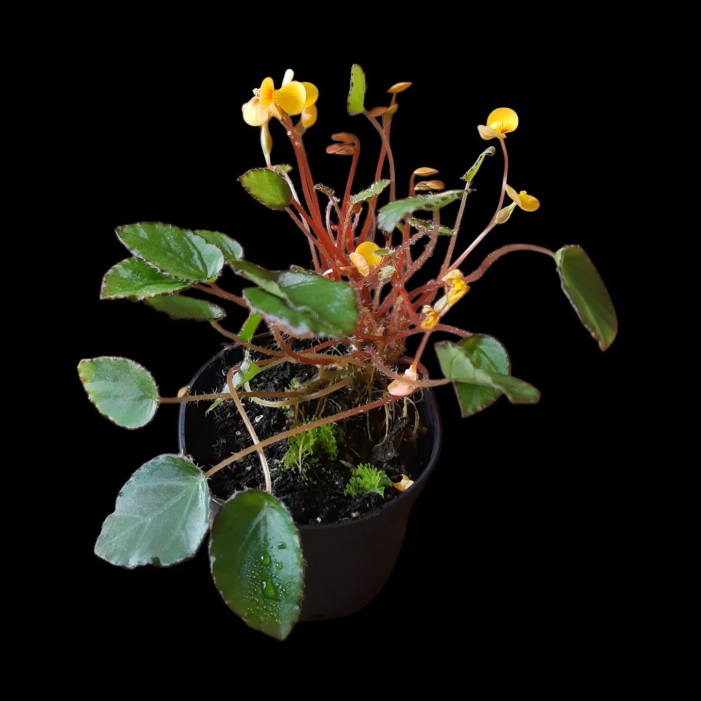 Begonia vankerckhovenii, (Miniaturbegonie)