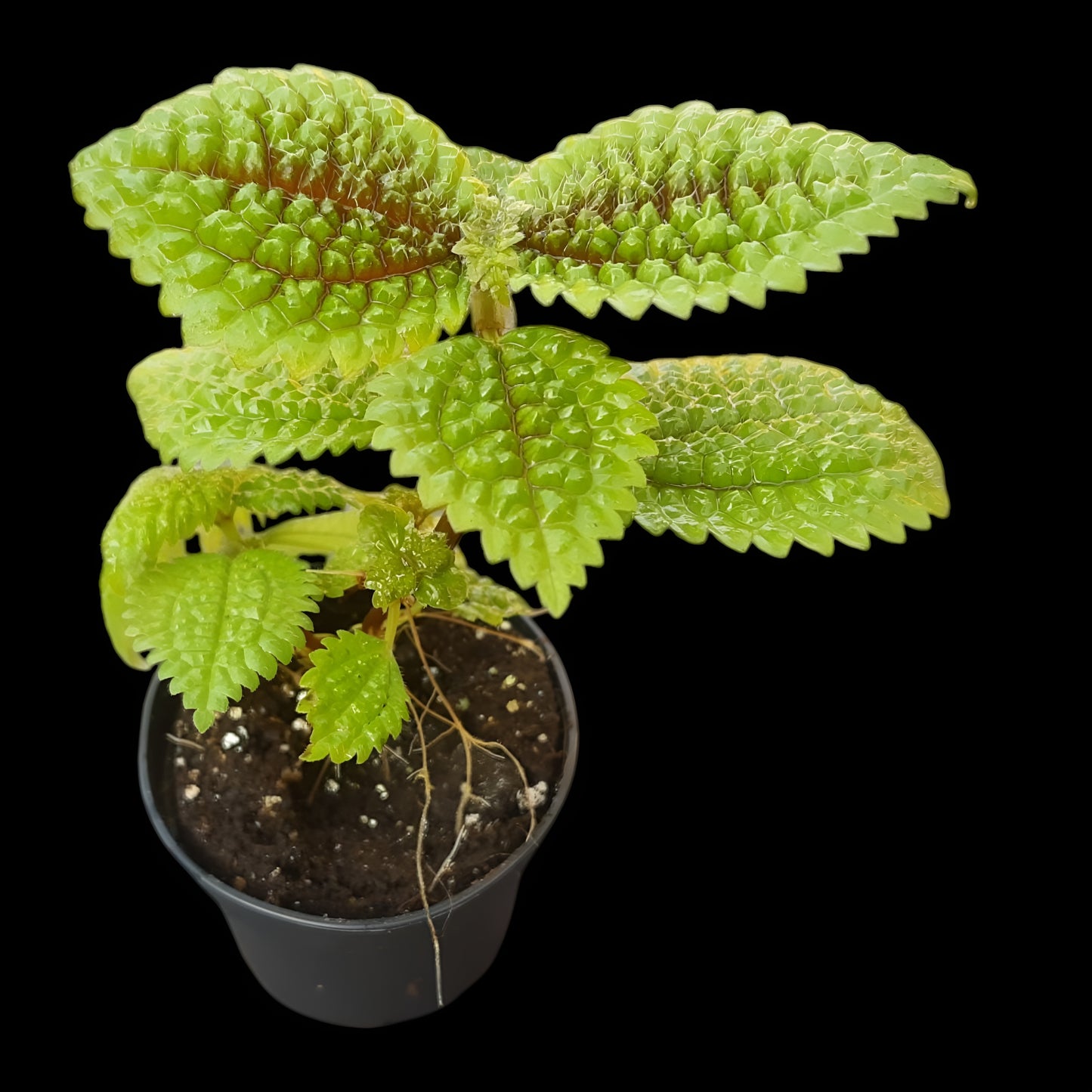 Pilea involucrata, Moon valley