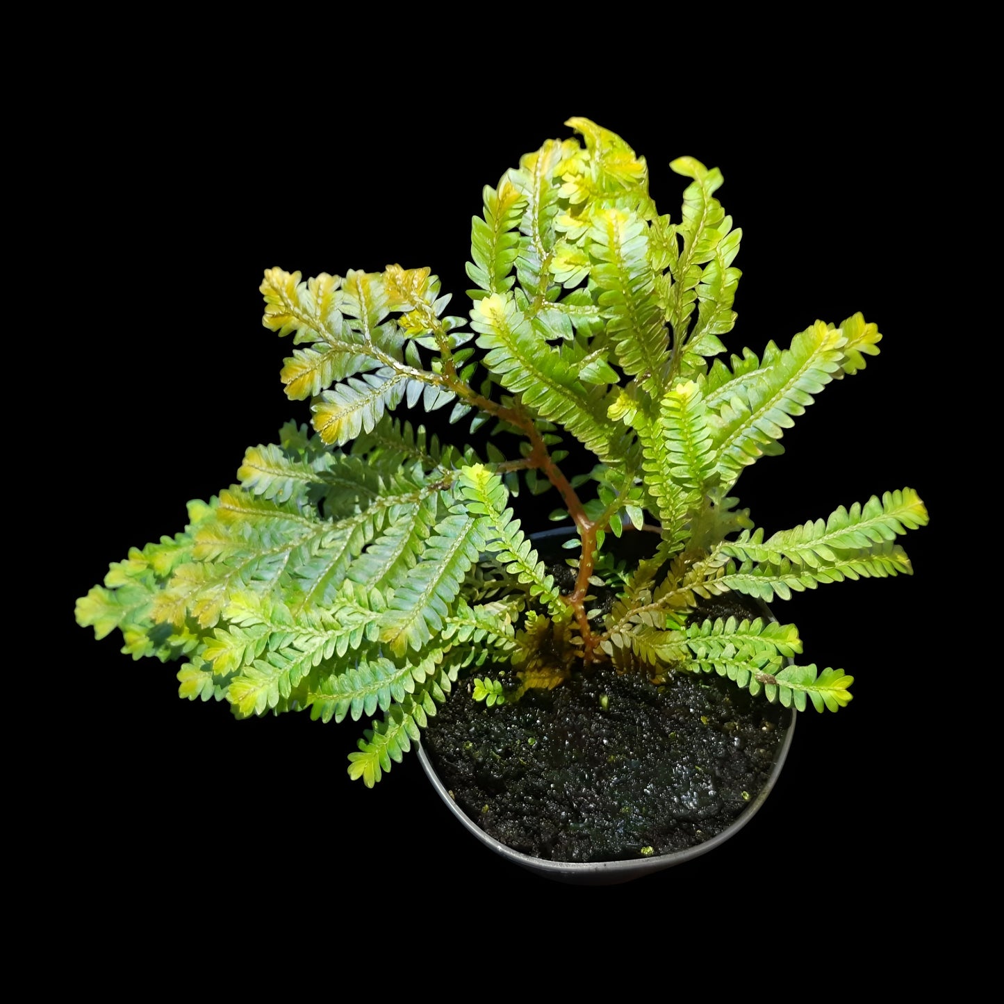 Selaginella willdenowii