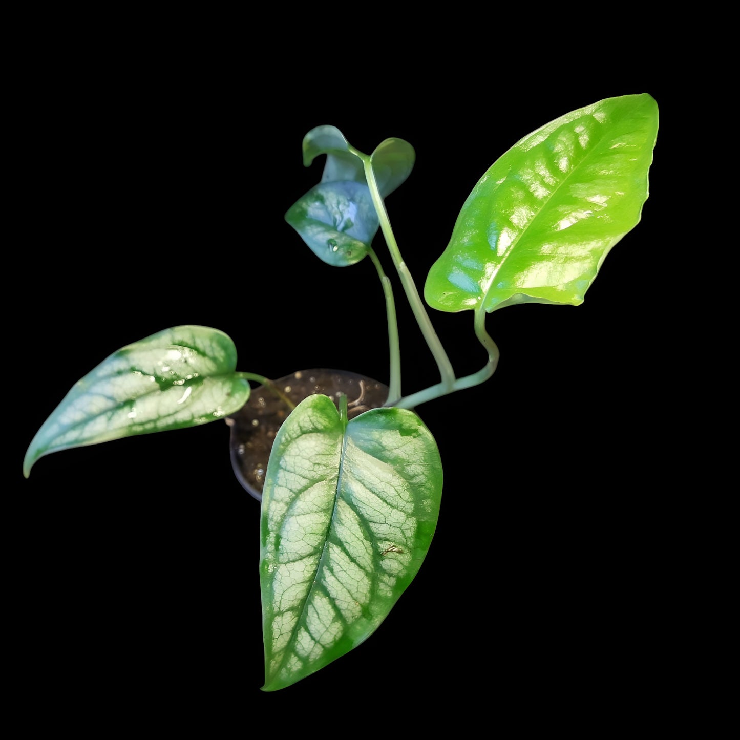 Monstera siltepecana
