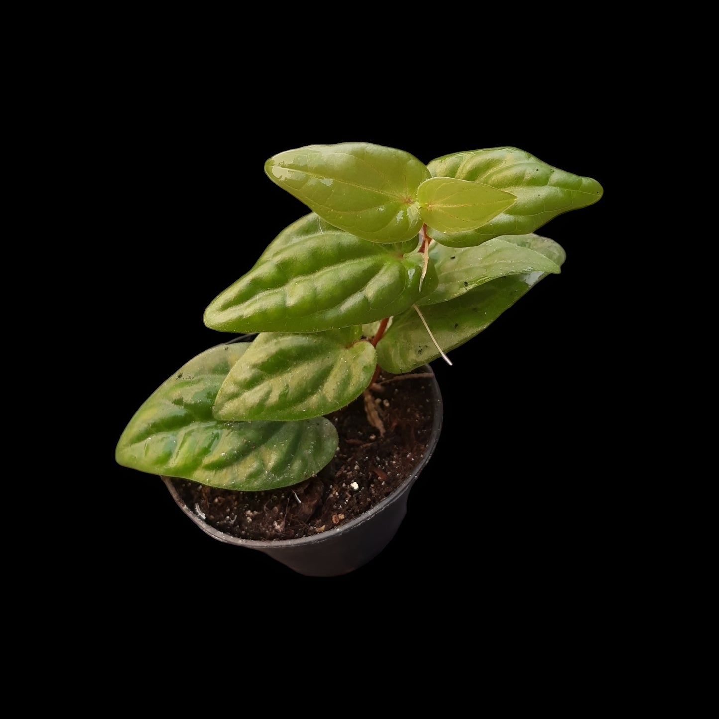 Piper ribesioides , Rankpflanze für Regenwald-Terrarien