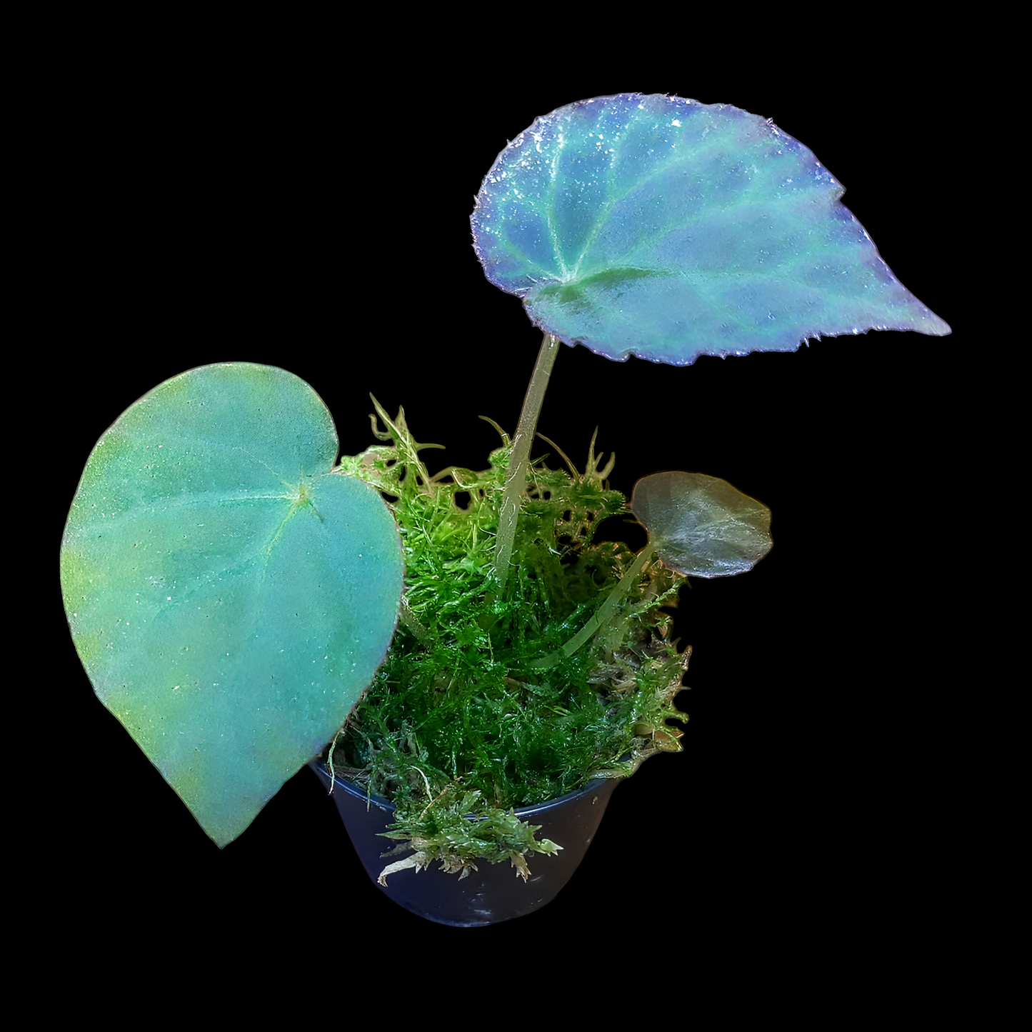 Rarität! Begonia rockii