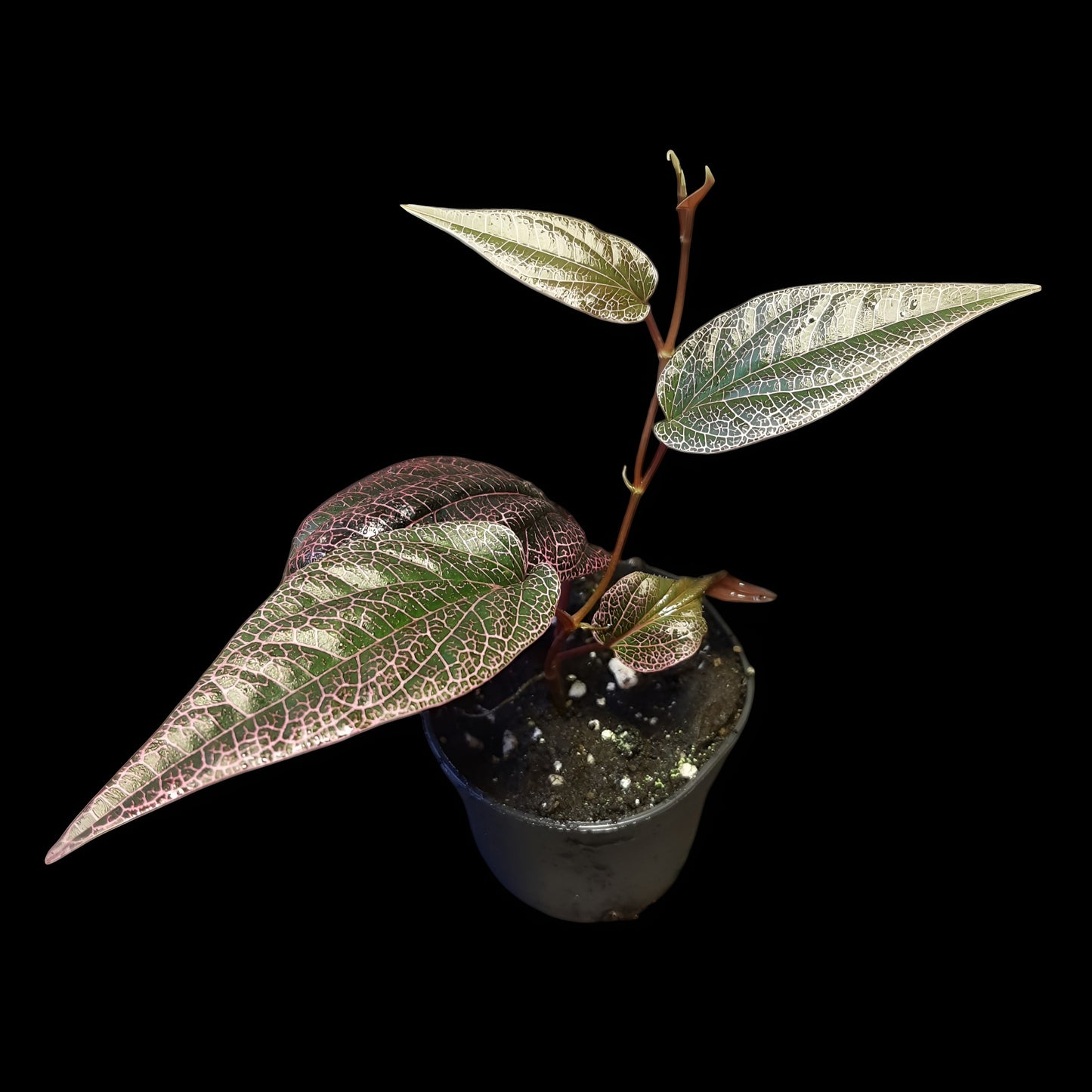 Rarität! Piper pink veins, Rankpflanze fürs Regenwald Terrarium
