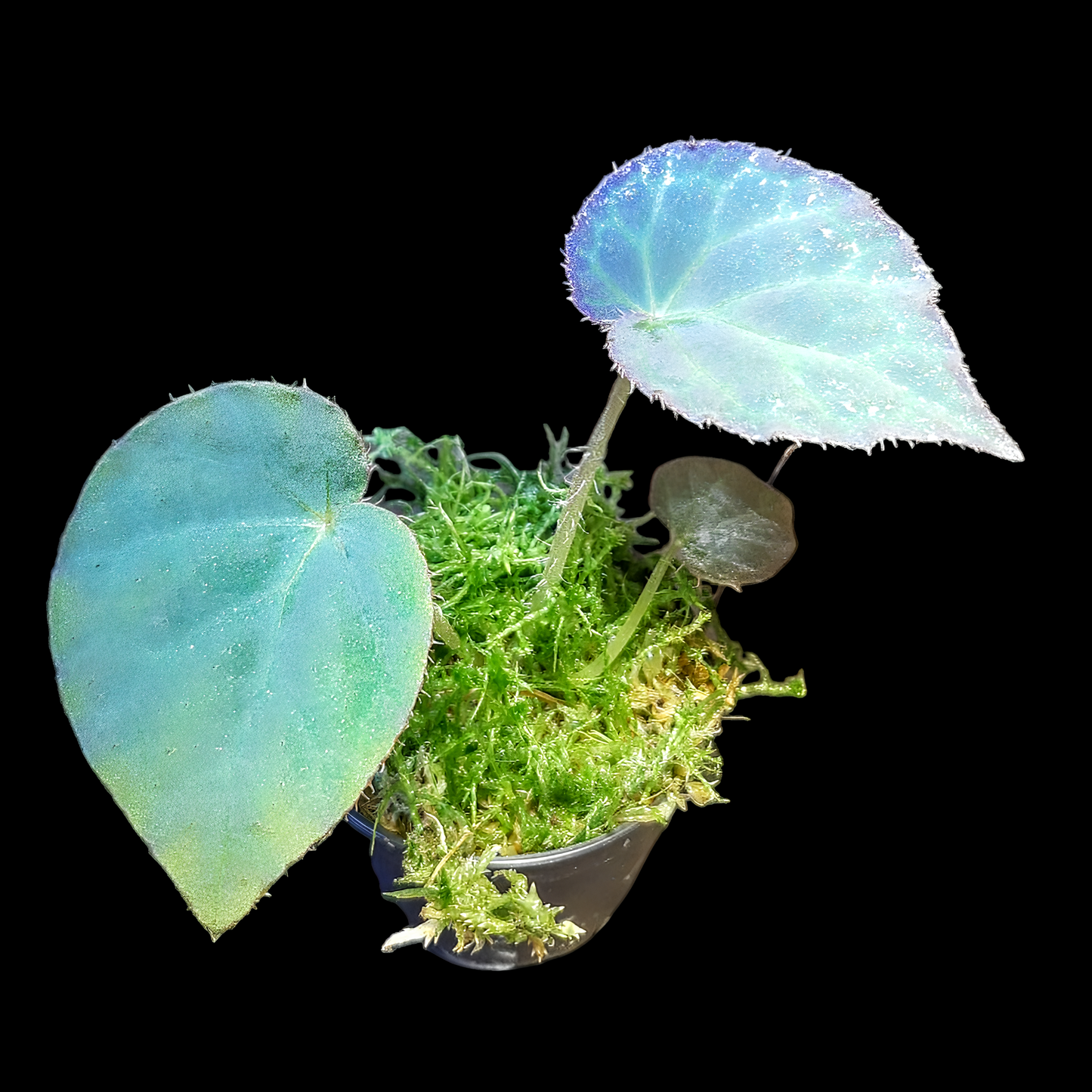 Rarität! Begonia rockii