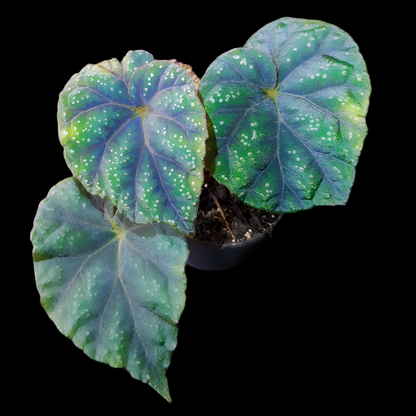 Begonia shiwanshanensis im 6cm Topf. Schwarzer Hintergund