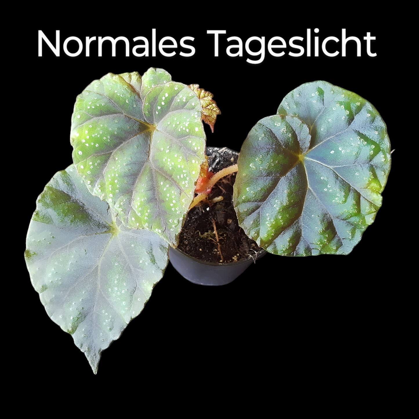 Rarität! Begonia shiwanshanensis