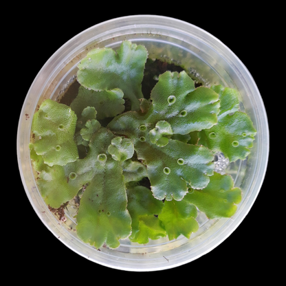 Brunnen-Lebermoos (Marchantia polymorpha)