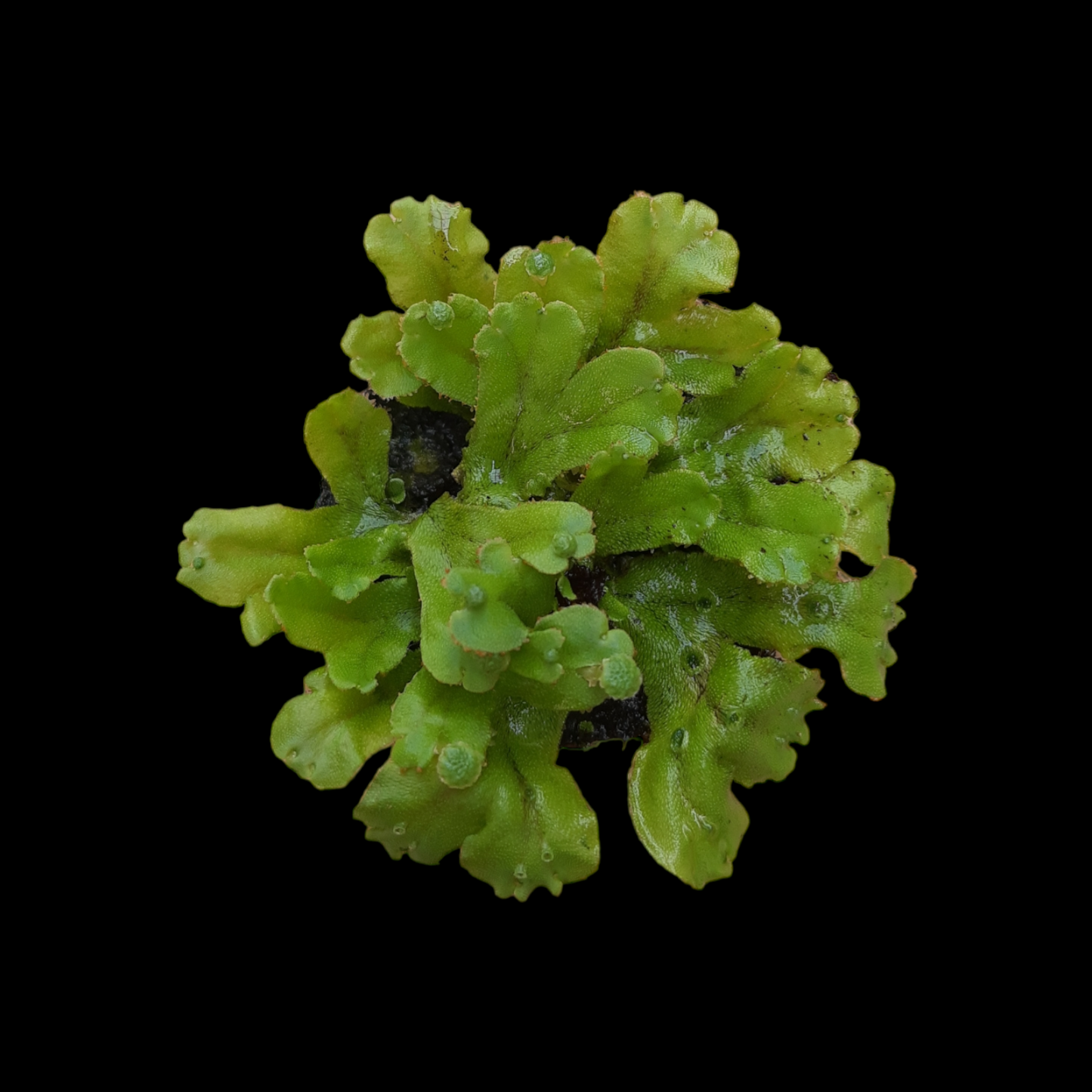 Brunnen-Lebermoos (Marchantia polymorpha)