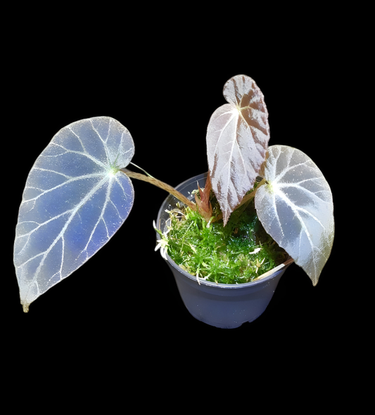 Begonia burkillii dark