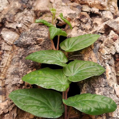 Piper ribesioides ,  Rankpflanze für Regenwald-Terrarien