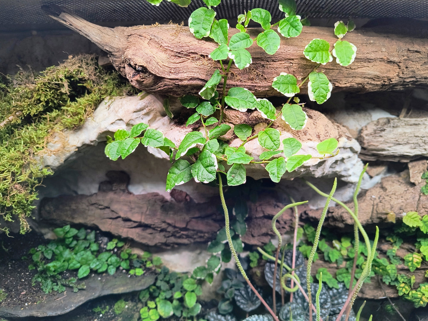 Ficus Pumila, Rankpflanze