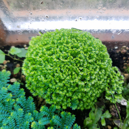 Selaginella apoda, Moosfarn, Terrarien Bodendecker