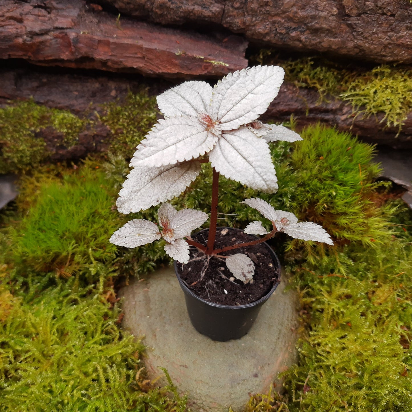 Pilea spruceana "Ellen"