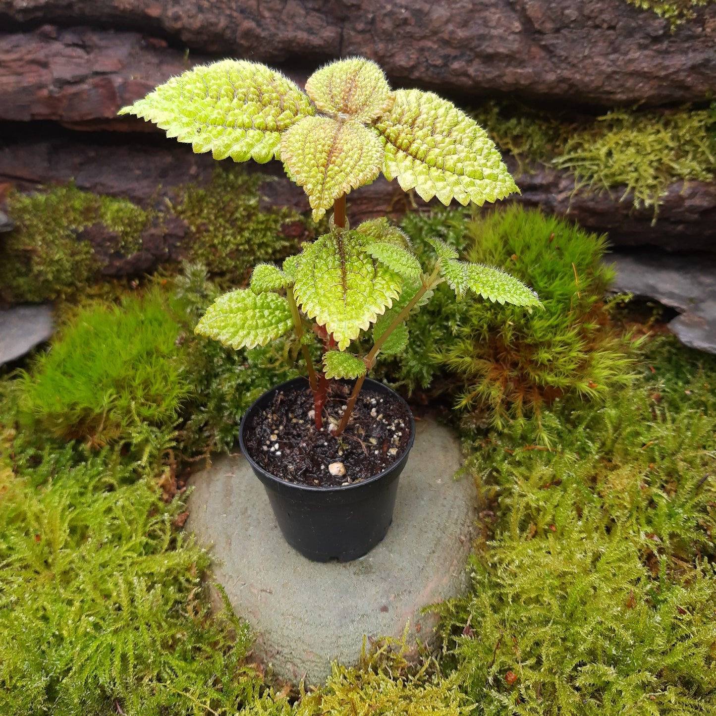 Aktuell noch etwas kleiner: Pilea involucrata, Moon valley