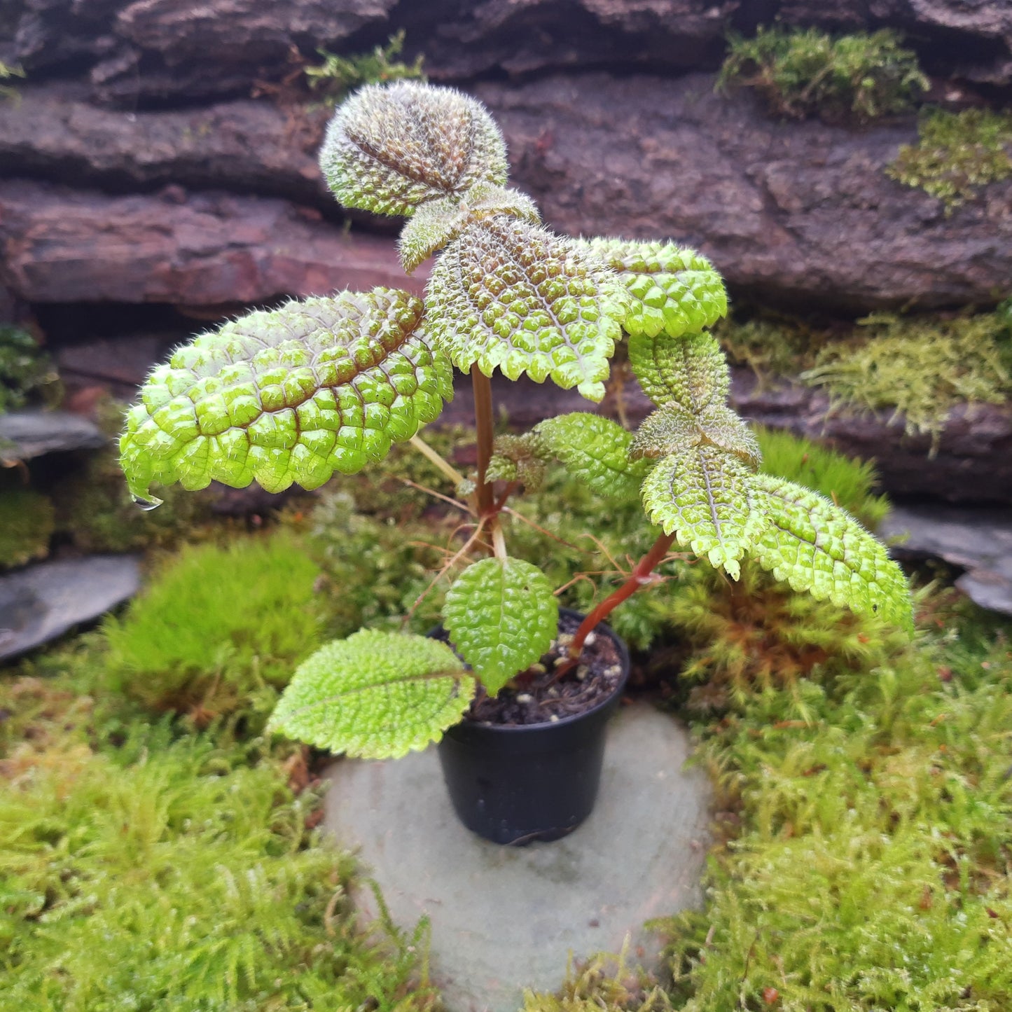 Aktuell noch etwas kleiner: Pilea involucrata, Moon valley