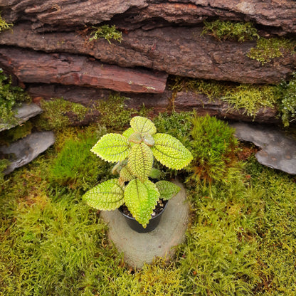 Aktuell noch etwas kleiner: Pilea involucrata, Moon valley