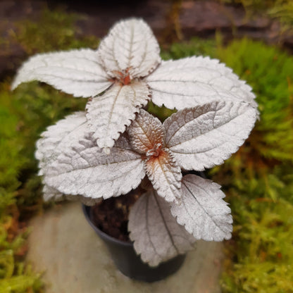 Pilea spruceana "Ellen"