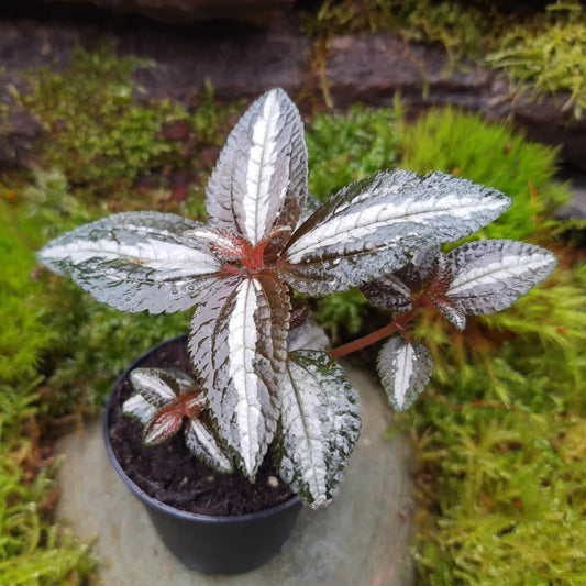 Pilea spruceana "silver tree"