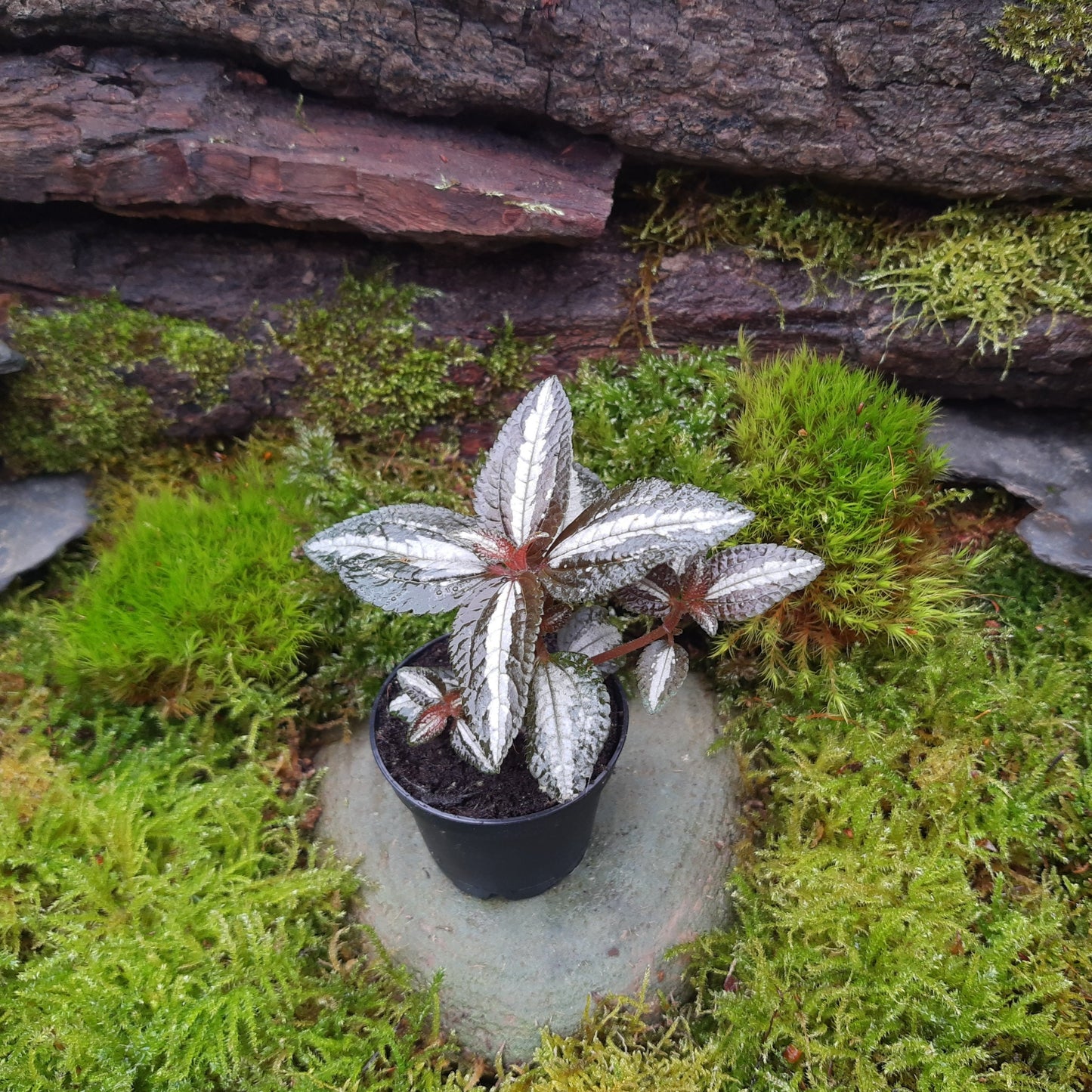 Pilea spruceana "silver tree"