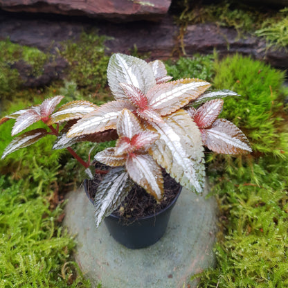 Pilea spruceana "silver tree"