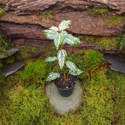 Pilea cadierei