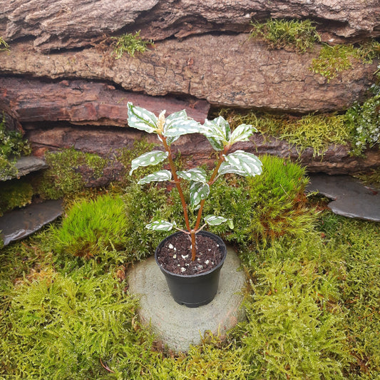 Pilea cadierei