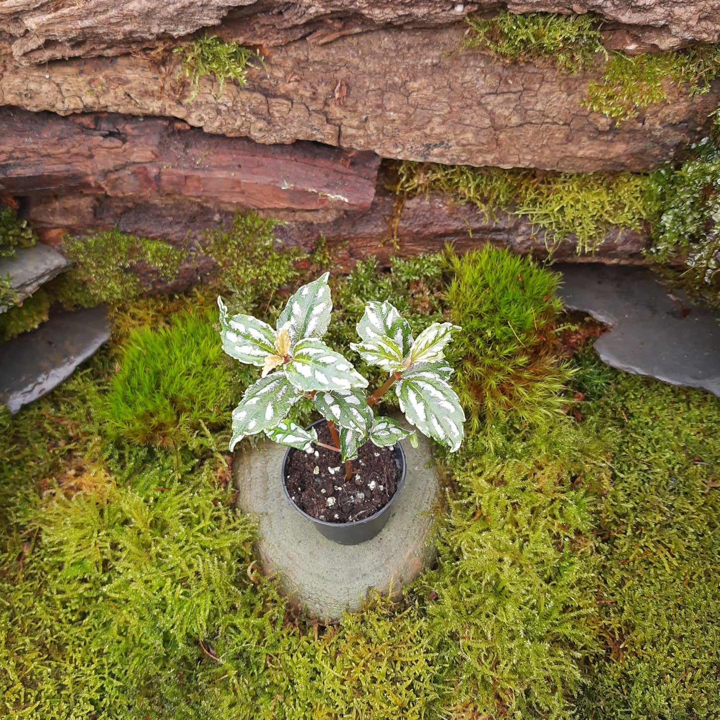 Pilea cadierei