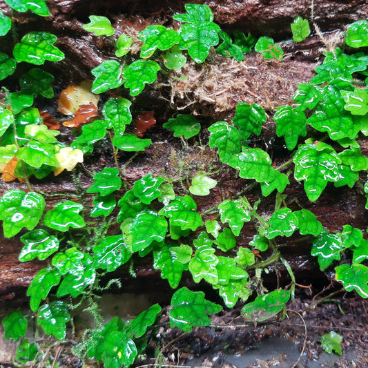 Ficus quercifolia scandens,  Rankpflanze für Regenwald-Terrarien