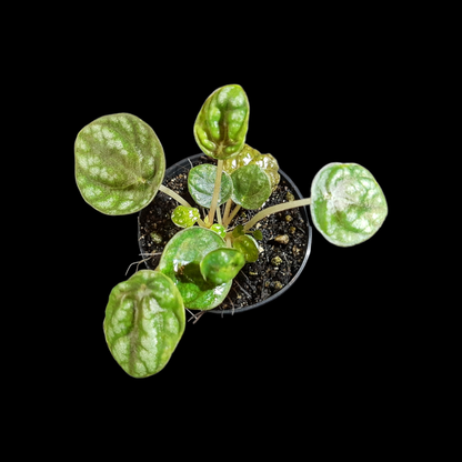 Peperomia caperata burbella, Terrarienpflanze, Zimmerpflanze