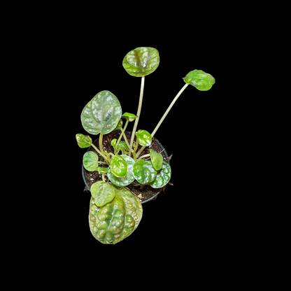 Peperomia caperata burbella, Terrarienpflanze, Zimmerpflanze