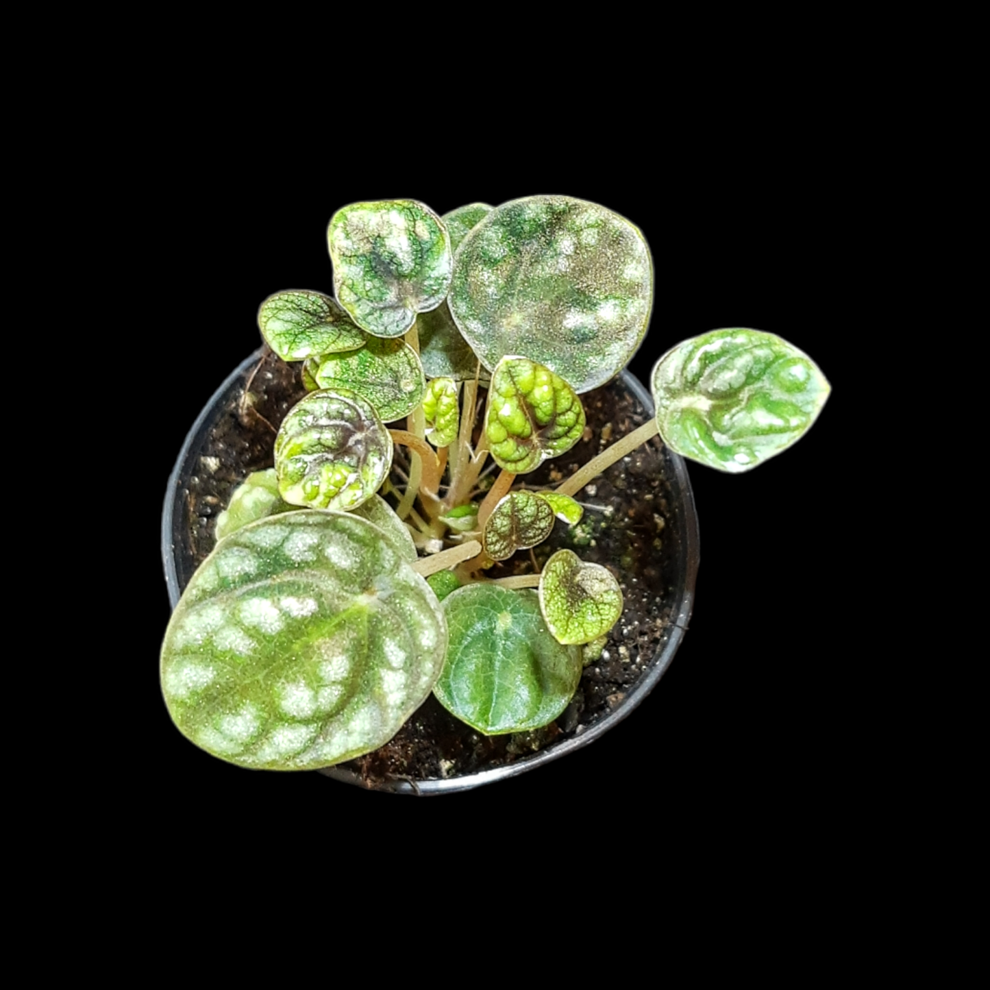 Peperomia caperata burbella, Terrarienpflanze, Zimmerpflanze