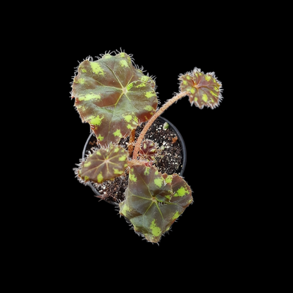 Begonia bowerae tiger