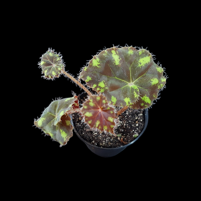 Begonia bowerae tiger