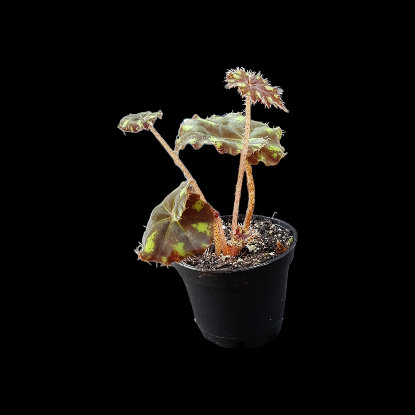 Begonia bowerae tiger