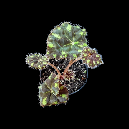 Begonia bowerae tiger