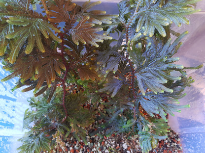 Selaginella willdenowii (grün-leicht bläulich)