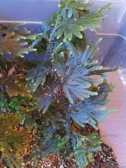 Selaginella willdenowii (grün-leicht bläulich)