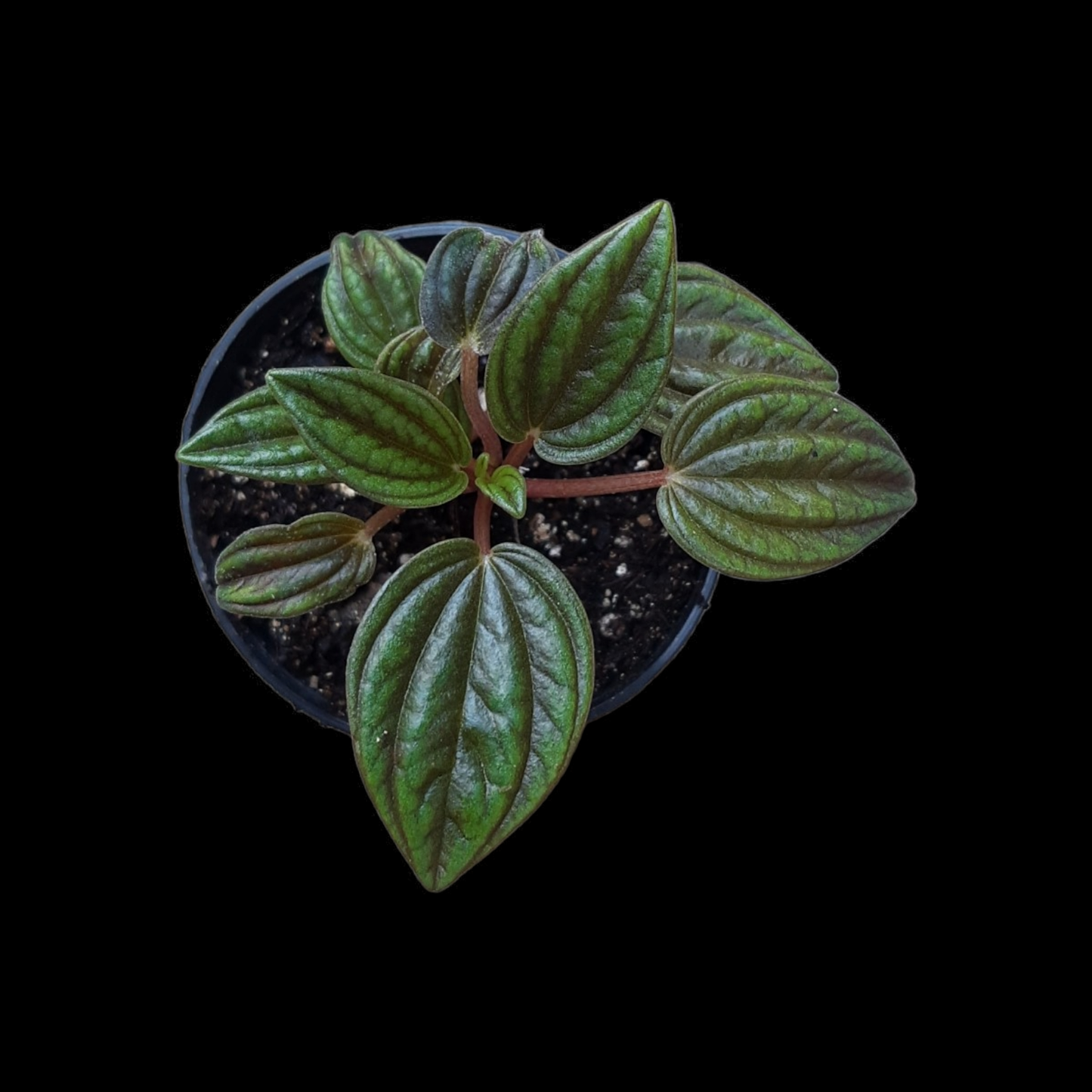 Peperomia Caperata Rosso