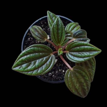 Peperomia Caperata Rosso